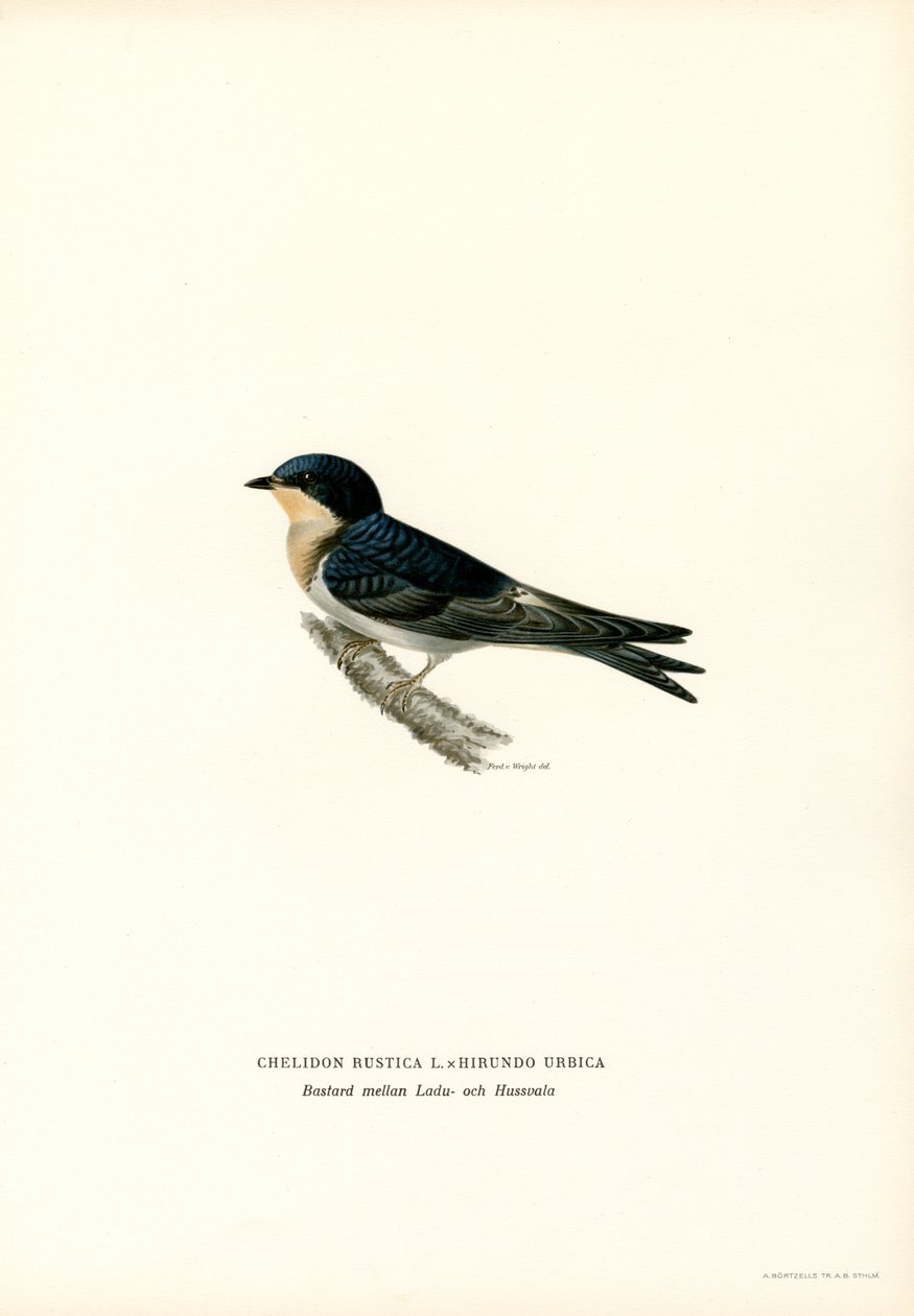 Hirondelle rustique (lithographie en couleur) - Magnus Ferdinand and Wilhelm von Wright