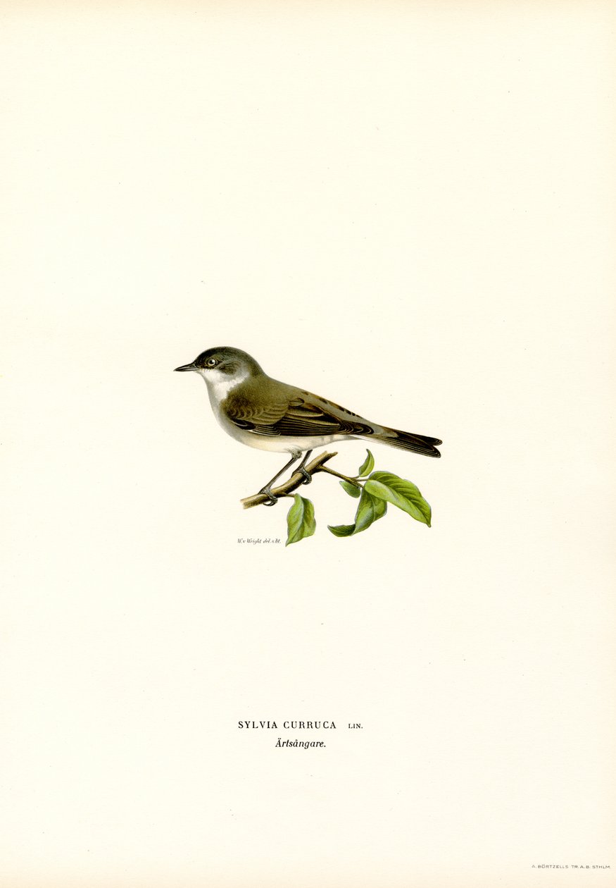 Fauvette babillarde - Magnus Ferdinand and Wilhelm von Wright