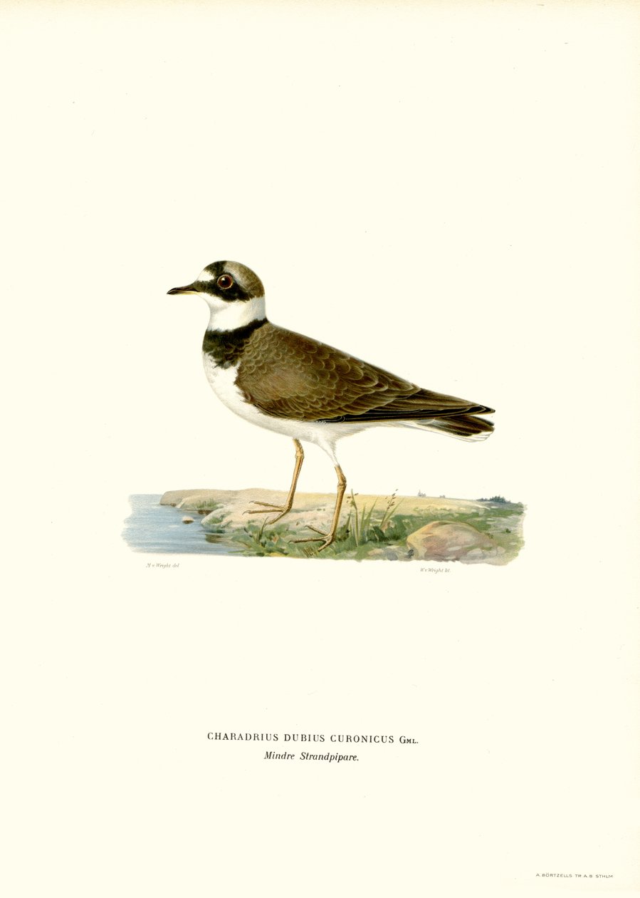 Pluvier à Collier Interrompu - Magnus Ferdinand and Wilhelm von Wright