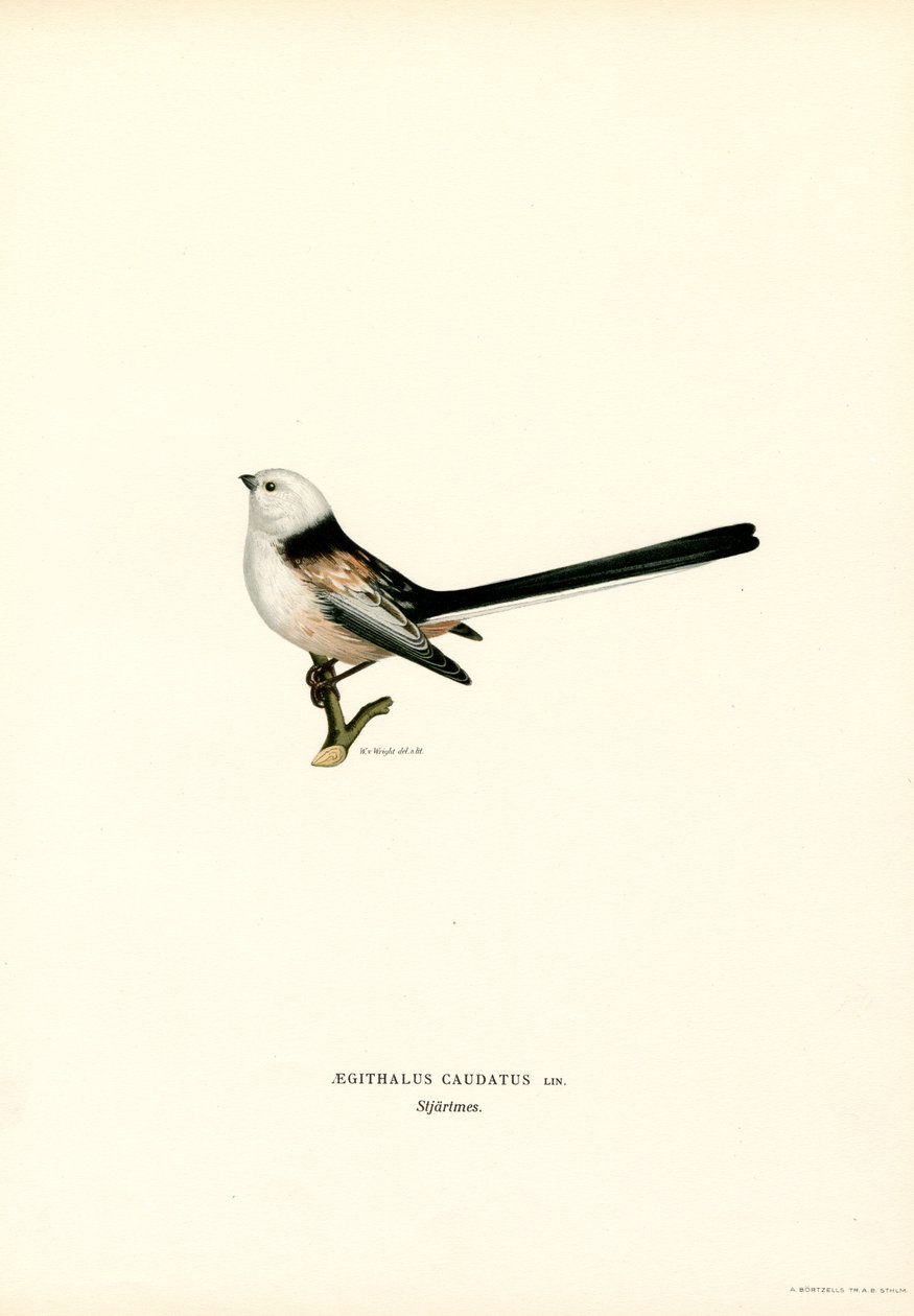 Mésange à longue queue - Magnus Ferdinand and Wilhelm von Wright