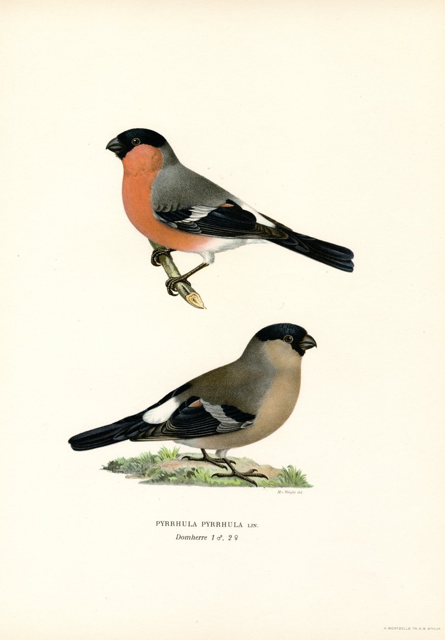 Bouvreuil pivoine eurasien - Magnus Ferdinand and Wilhelm von Wright