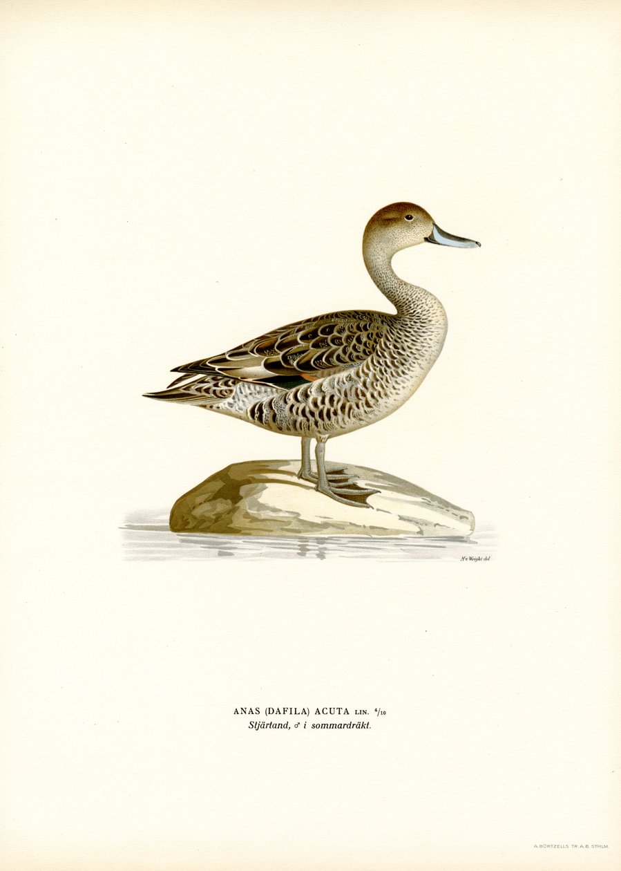 Canard pilet - Magnus Ferdinand and Wilhelm von Wright