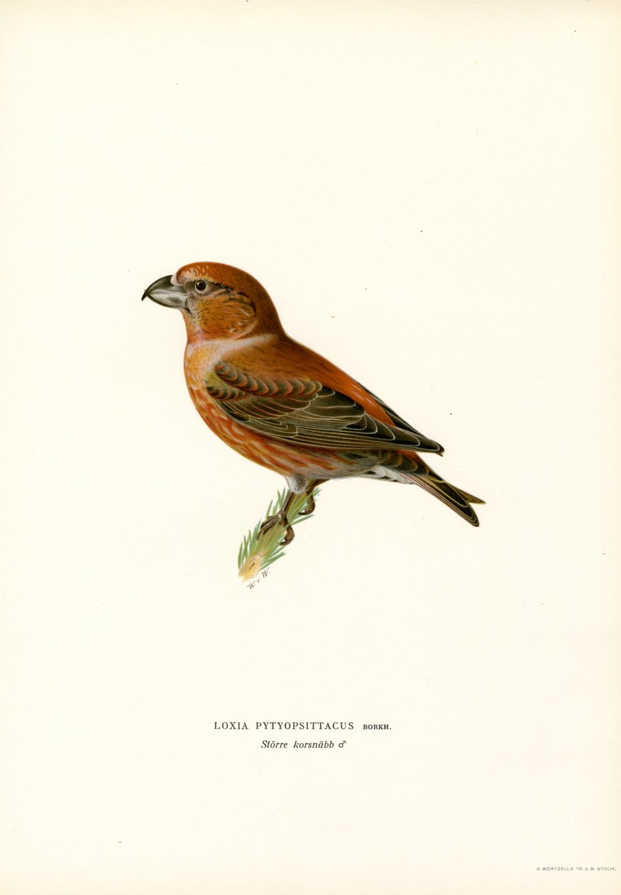 Bec-croisé perroquet - Magnus Ferdinand and Wilhelm von Wright