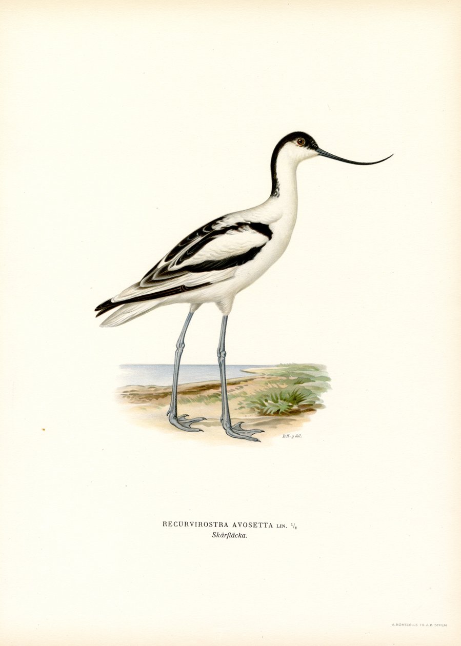 Avocette élégante - Magnus Ferdinand and Wilhelm von Wright