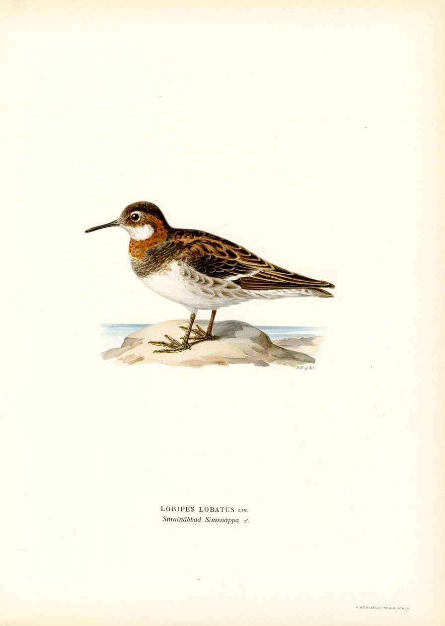 Phalarope à bec étroit - Magnus Ferdinand and Wilhelm von Wright