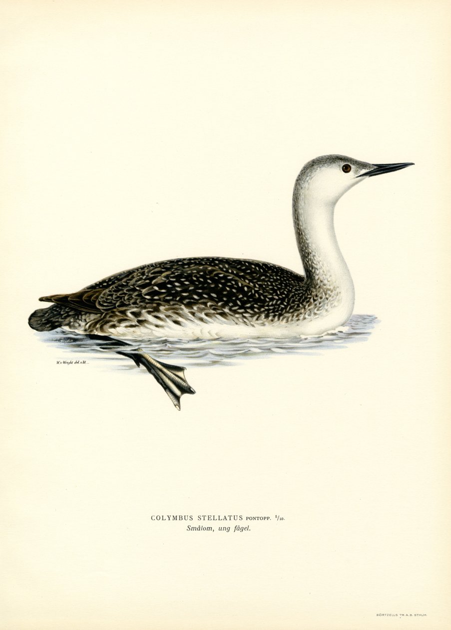 Plongeon catmarin - Magnus Ferdinand and Wilhelm von Wright