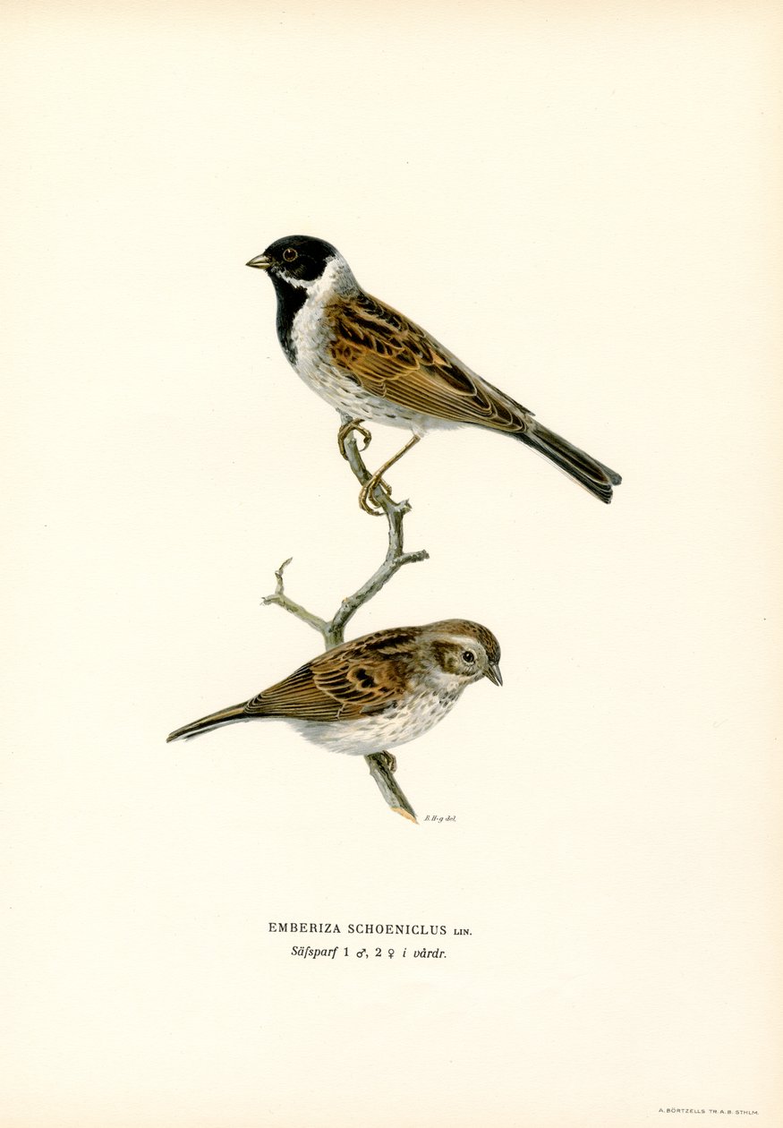 Bruant des roseaux - Magnus Ferdinand and Wilhelm von Wright
