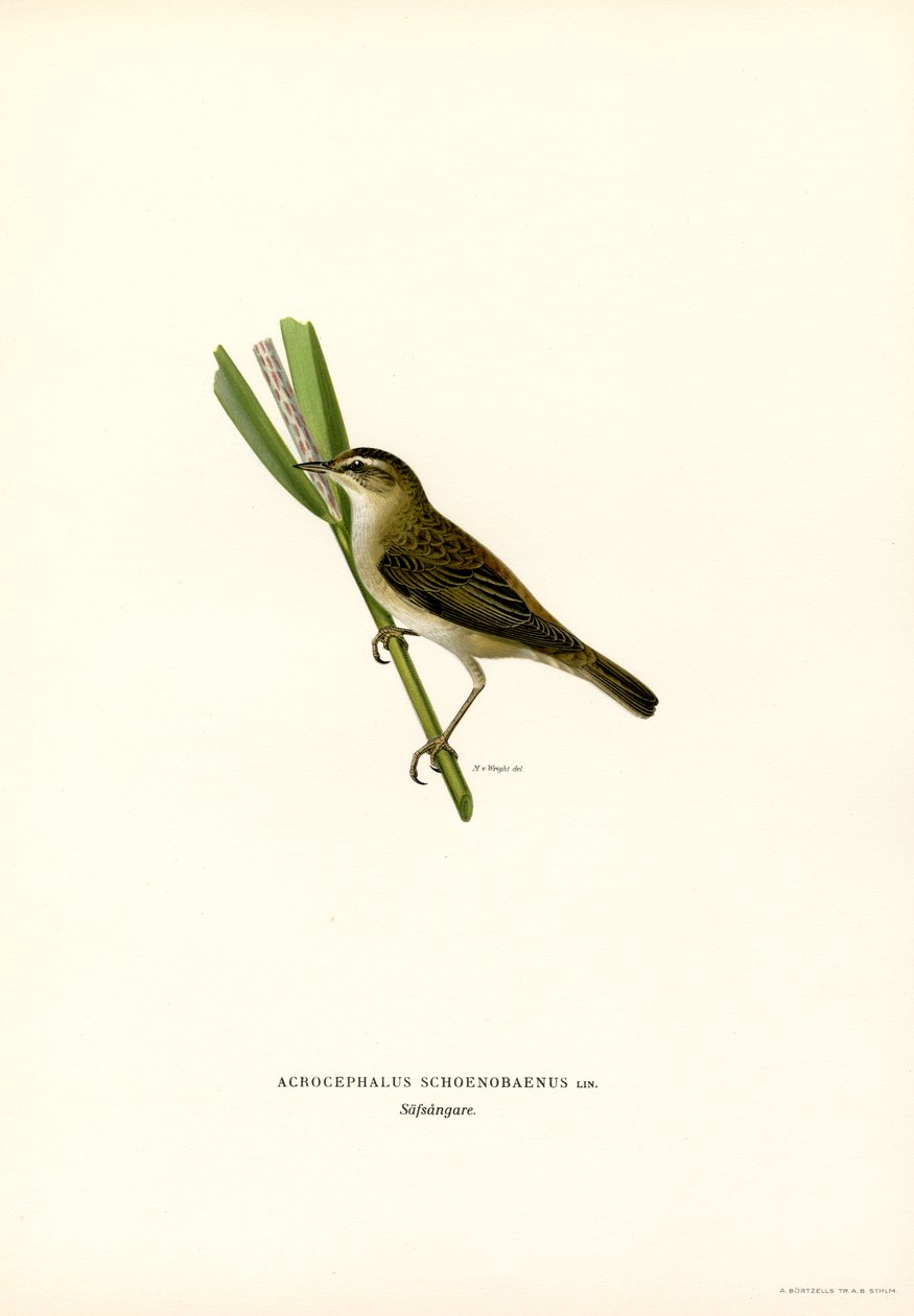 Fauvette des roseaux (lithographie en couleur) - Magnus Ferdinand and Wilhelm von Wright