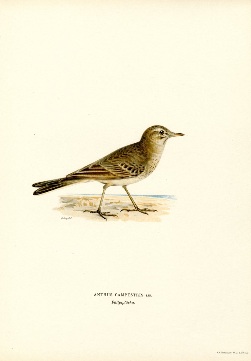 Pipit rousseline (lithographie en couleur) - Magnus Ferdinand and Wilhelm von Wright