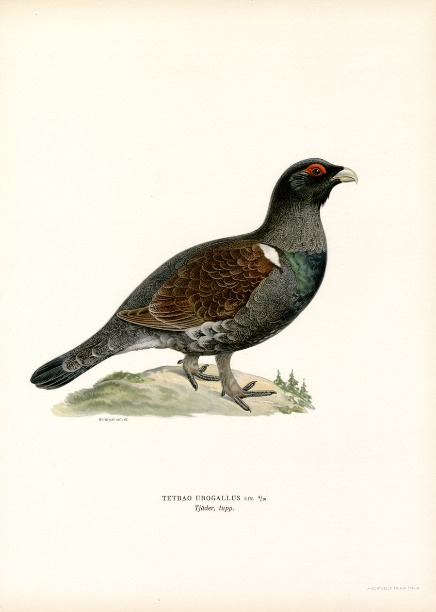 Grand tétras - Magnus Ferdinand and Wilhelm von Wright