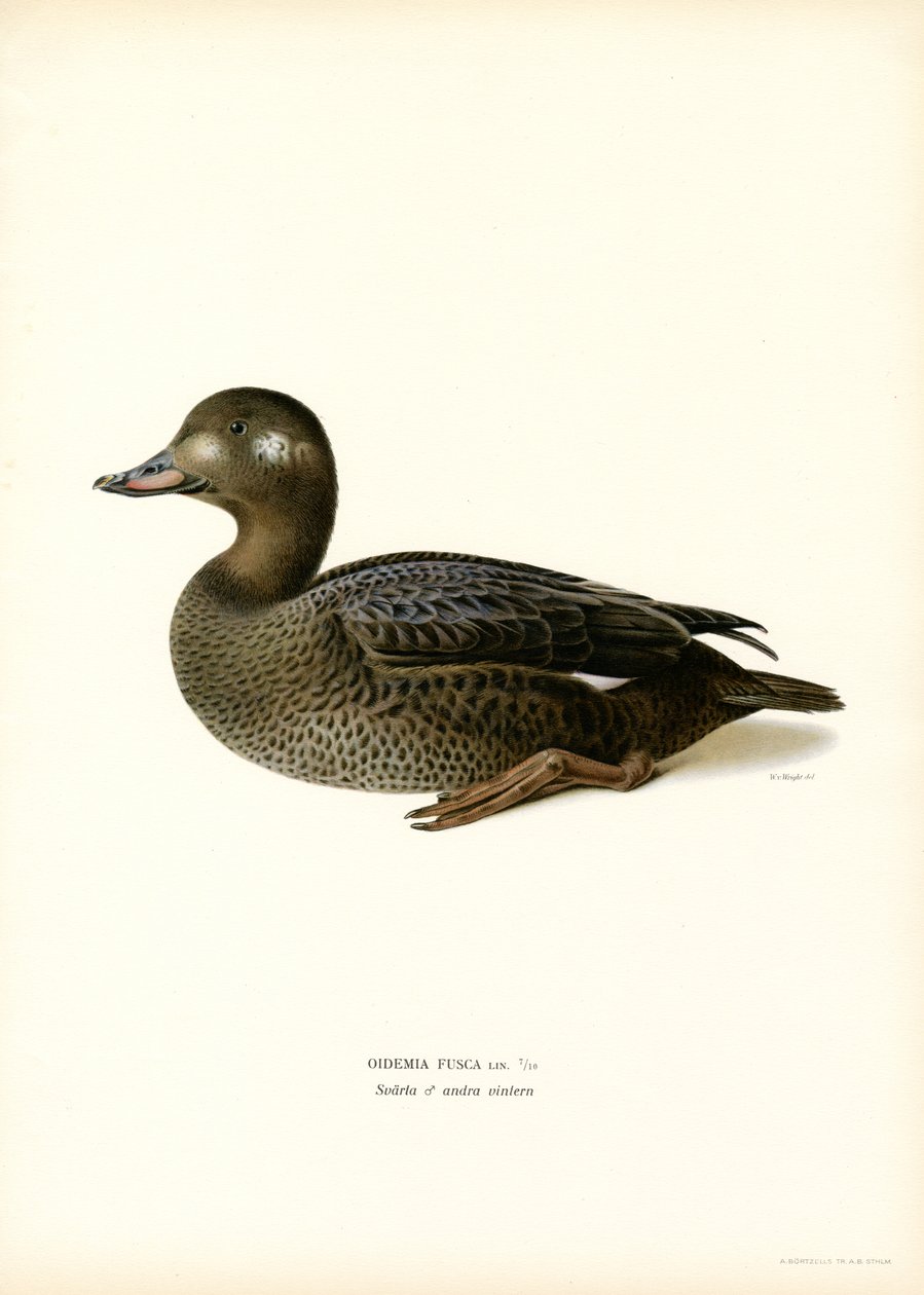 Macreuse Brune - Magnus Ferdinand and Wilhelm von Wright