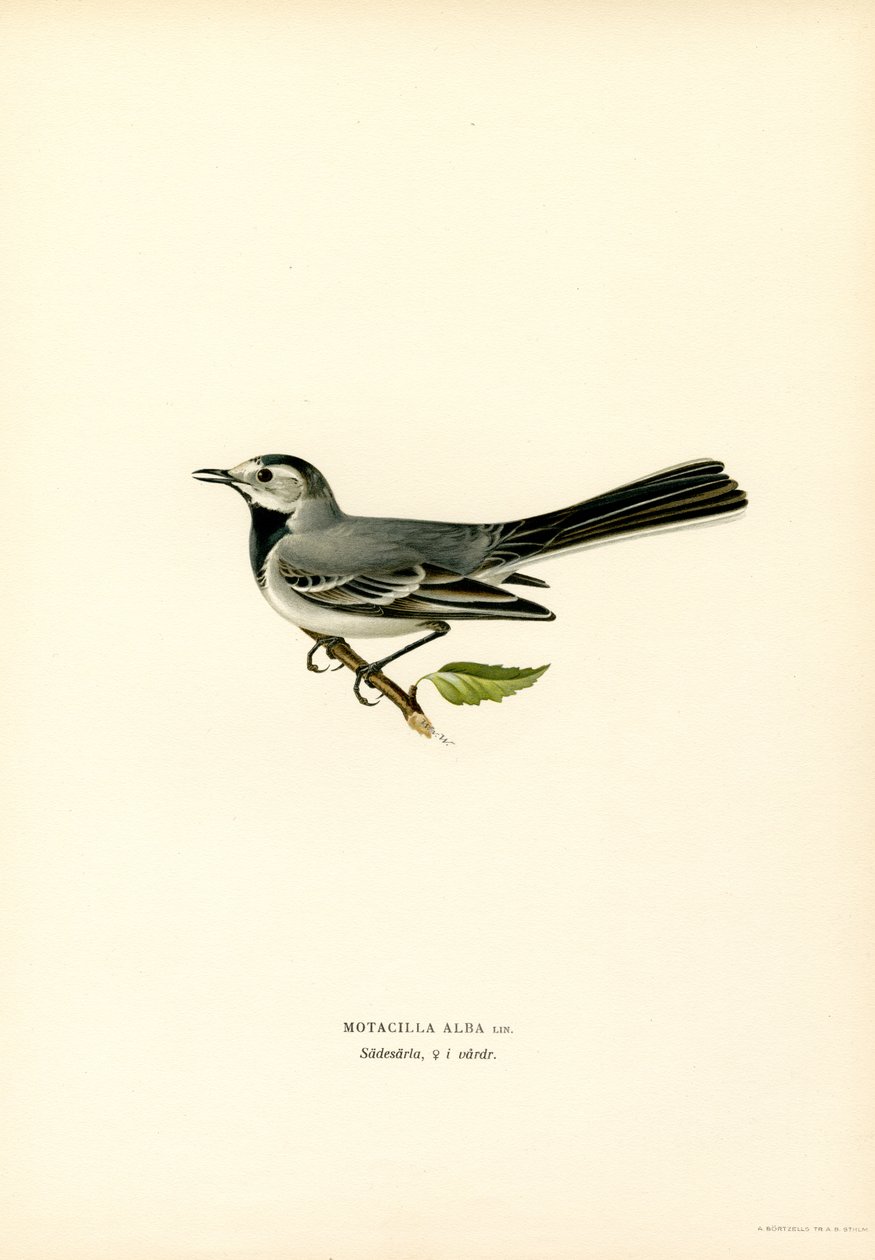 Bergeronnette grise (lithographie en couleur) - Magnus Ferdinand and Wilhelm von Wright
