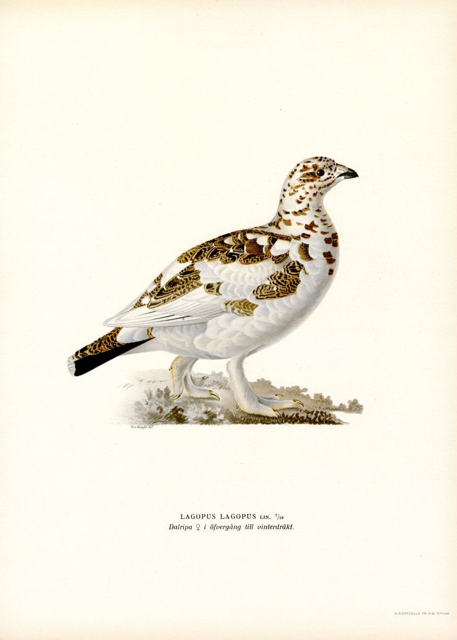 Lagopède des saules - Magnus Ferdinand and Wilhelm von Wright