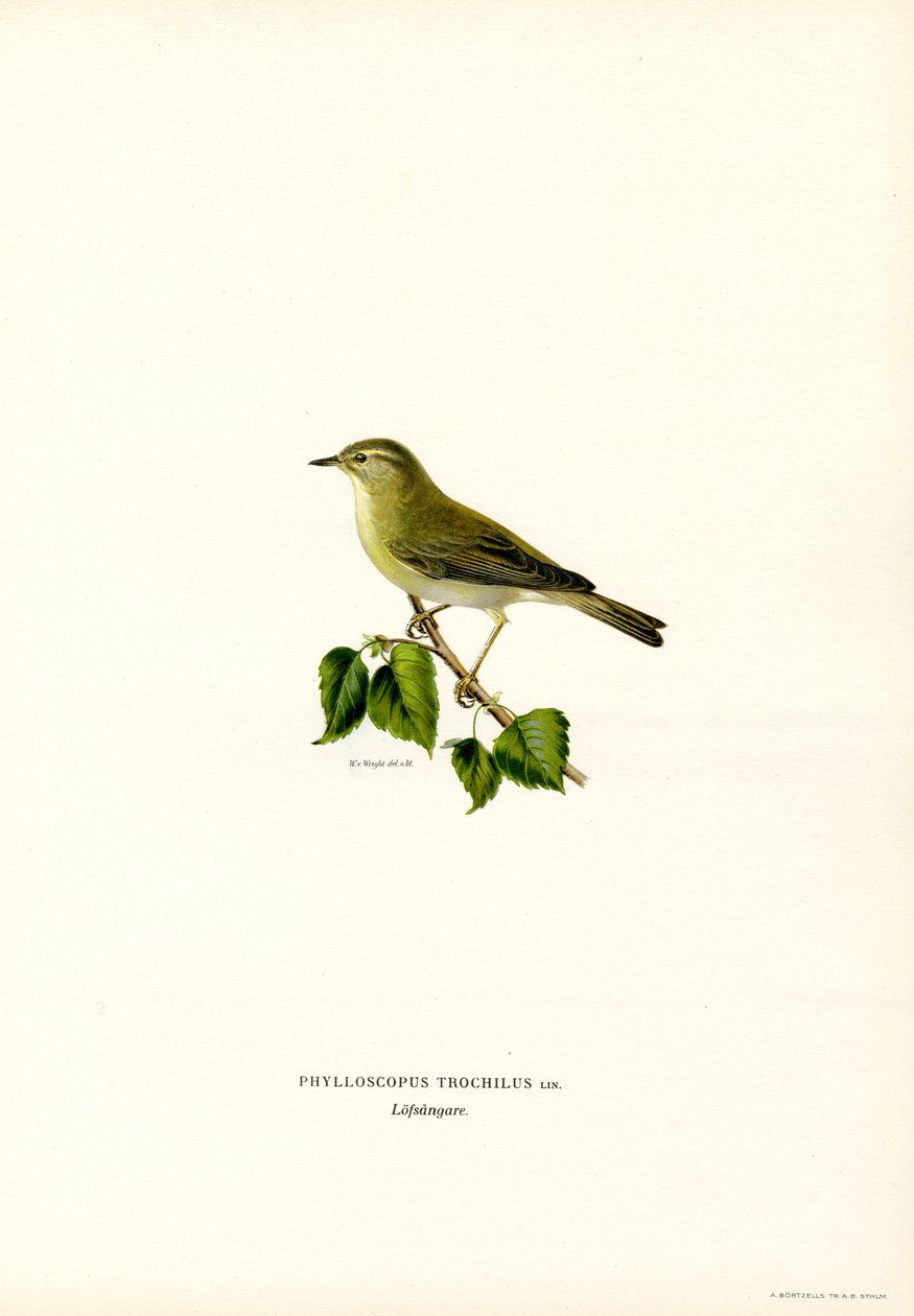 Pouillot fitis (lithographie en couleur) - Magnus Ferdinand and Wilhelm von Wright