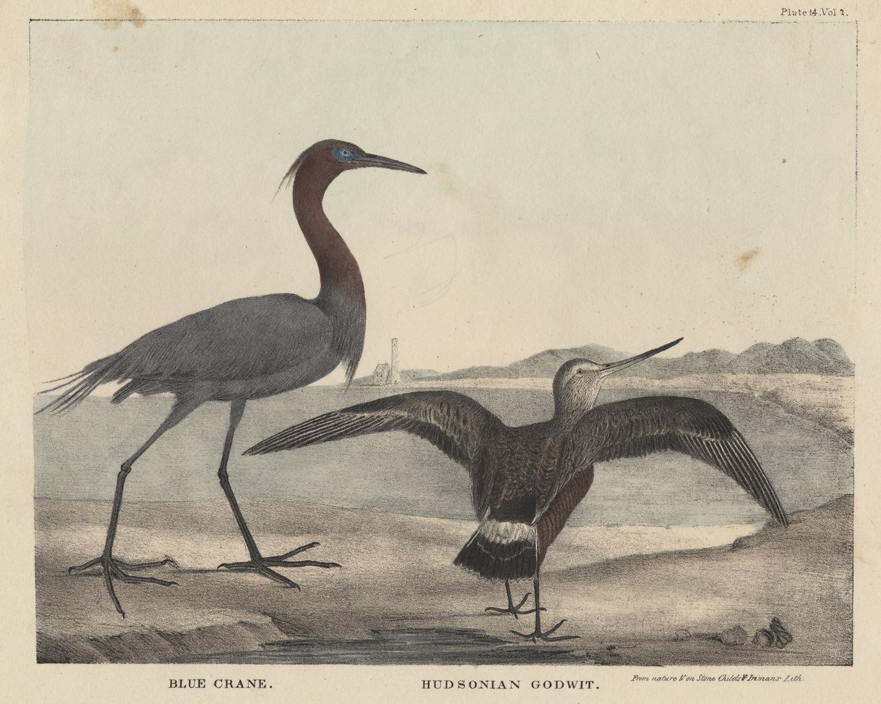Grue bleue, Barge hudsonienne, lithographie par Childs et Inman, du 