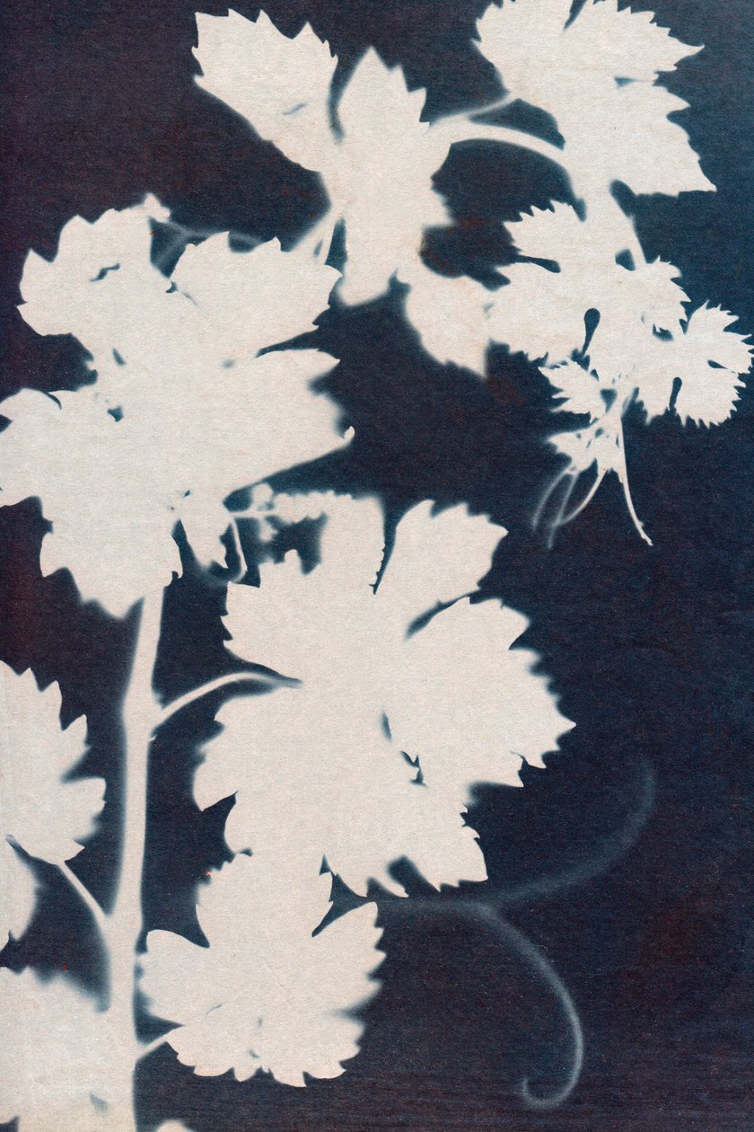 Feuilles de vigne, 2023 (cyanotype) - Marco Campedelli