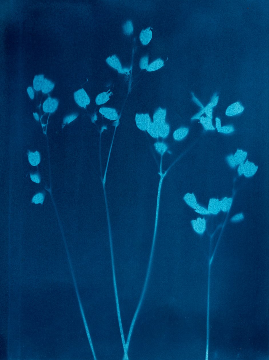 Petites fleurs, 2023 (cyanotype) - Marco Campedelli