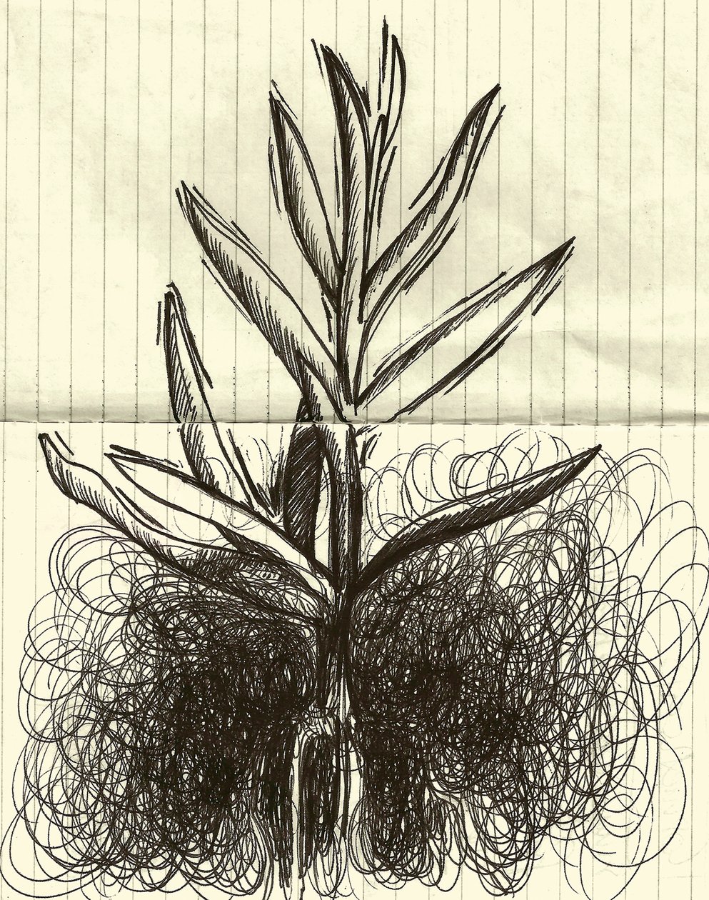 Plante, 2014 (encre sur papier) - Marco Campedelli