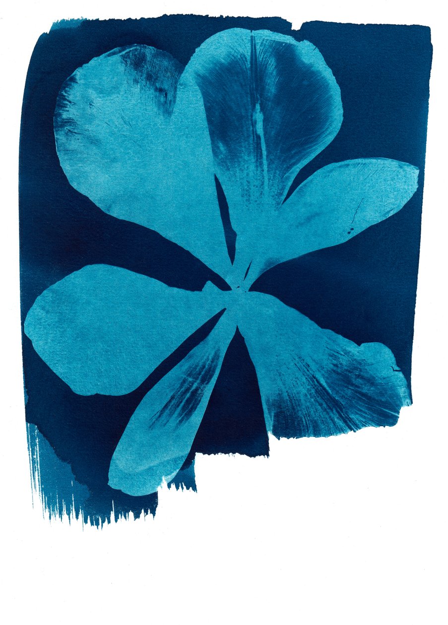 Coquelicot, 2023 (cyanotype) - Marco Campedelli
