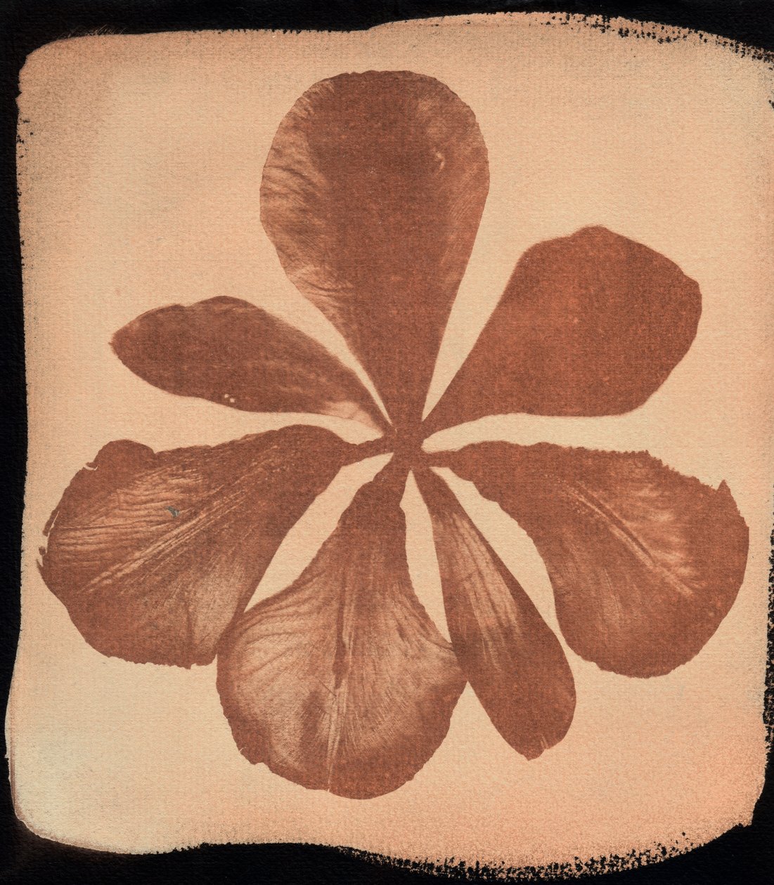 Coquelicot, 2023 (cyanotype) - Marco Campedelli