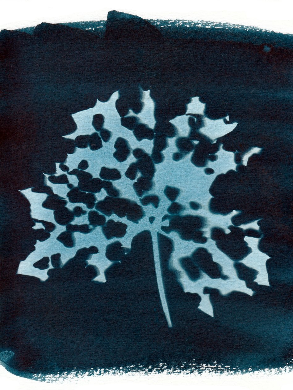 Feuille malade, 2023 (cyanotype) - Marco Campedelli