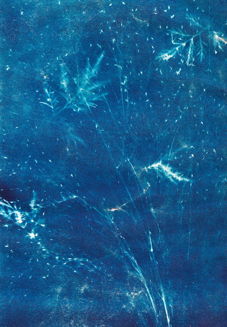 Sans titre, 2023 (cyanotype) - Marco Campedelli