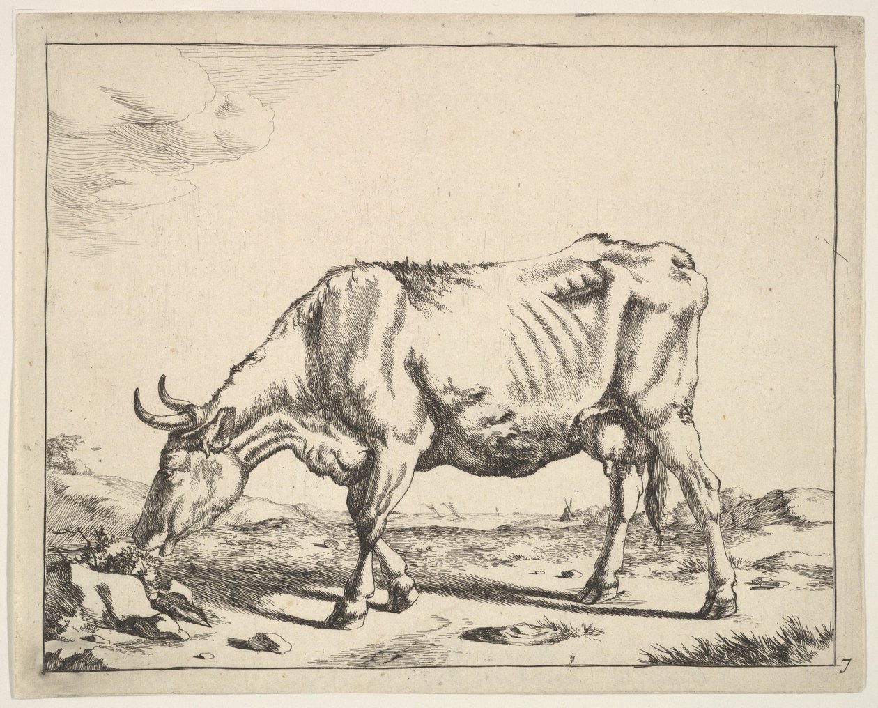 Vache, d