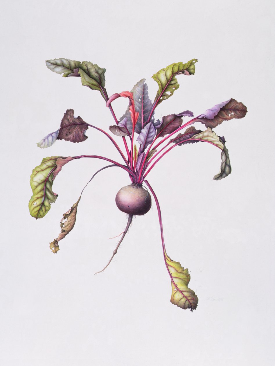 Betterave, 1995 - Margaret Ann Eden