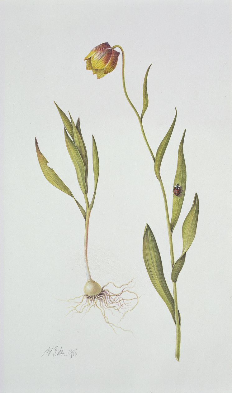 Fritillaria Michailovsky, 1996 - Margaret Ann Eden