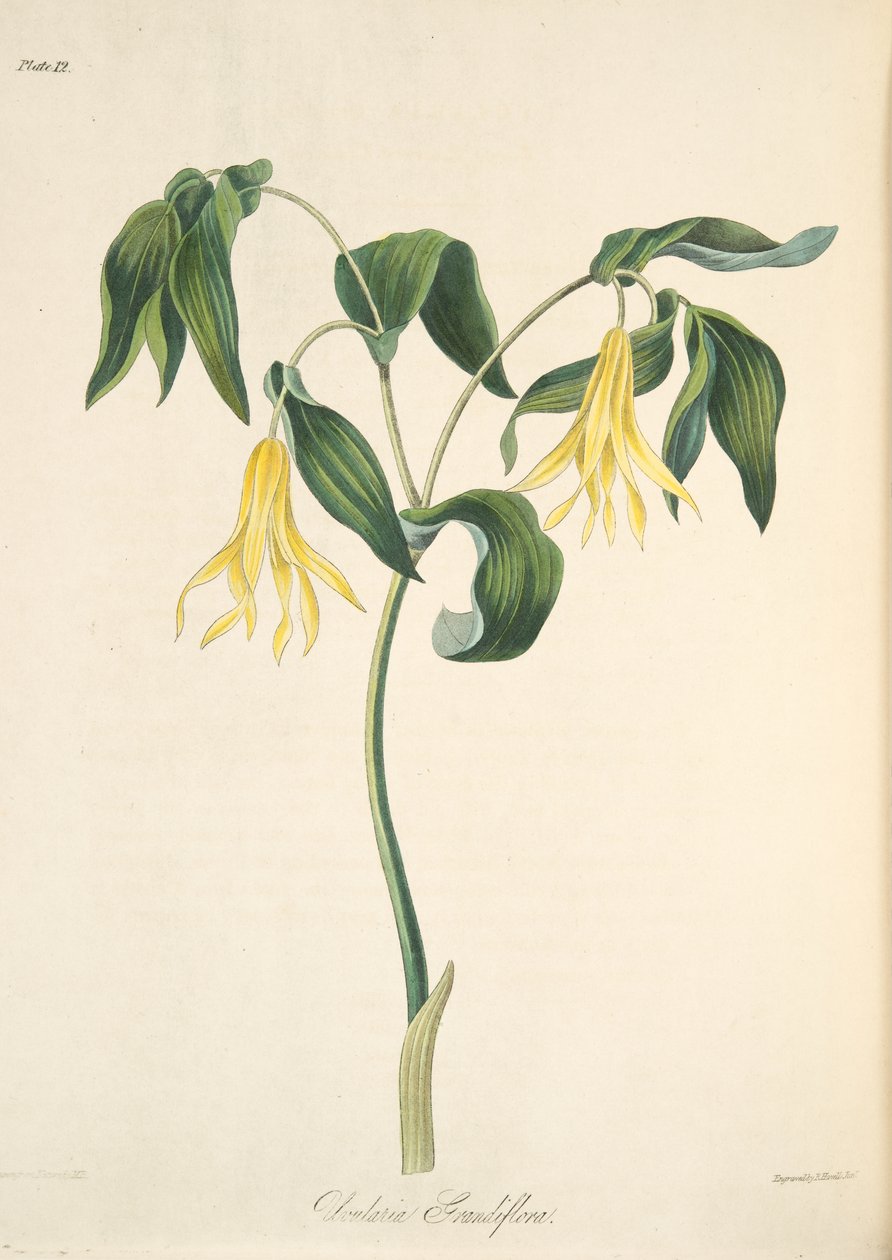 Uvulaire à grandes fleurs, des Illustrations florales des saisons, pub. 1829 - Margaret Roscoe