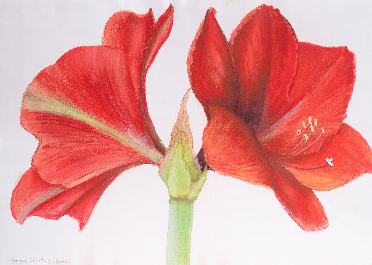 Amaryllis, 2015 - Margo Starkey