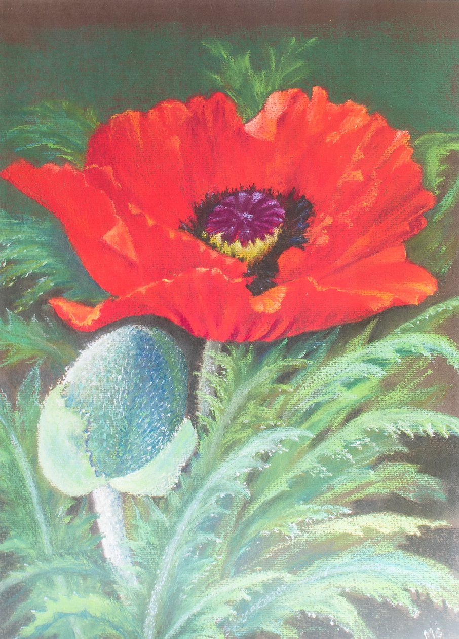 Coquelicots - Margo Starkey
