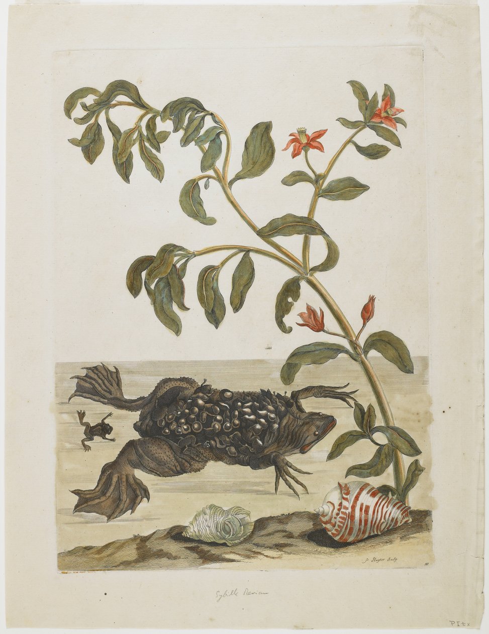 Crapaud mâle du Suriname, avec des œufs sur le dos (déposés par la femelle), coquillages et plante à fleurs, 1705-71 - Maria Sibylla Merian