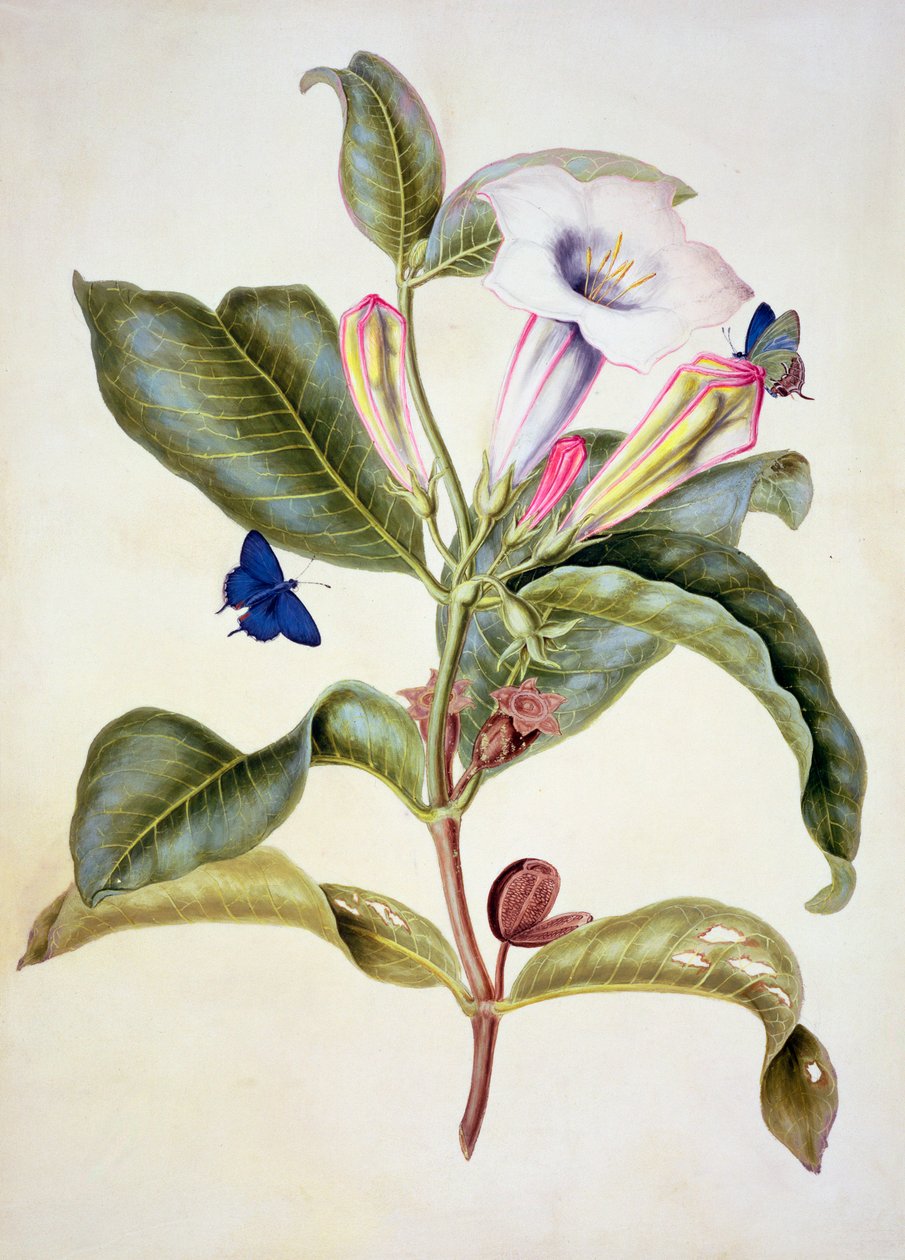 No.3055c Pomme épineuse (Datura Wrightii) - Maria Sibylla Merian