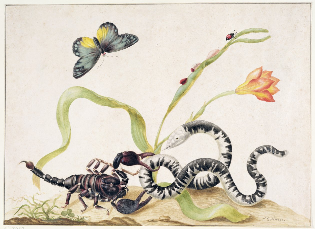 Scorpion et serpent - Maria Sibylla Merian