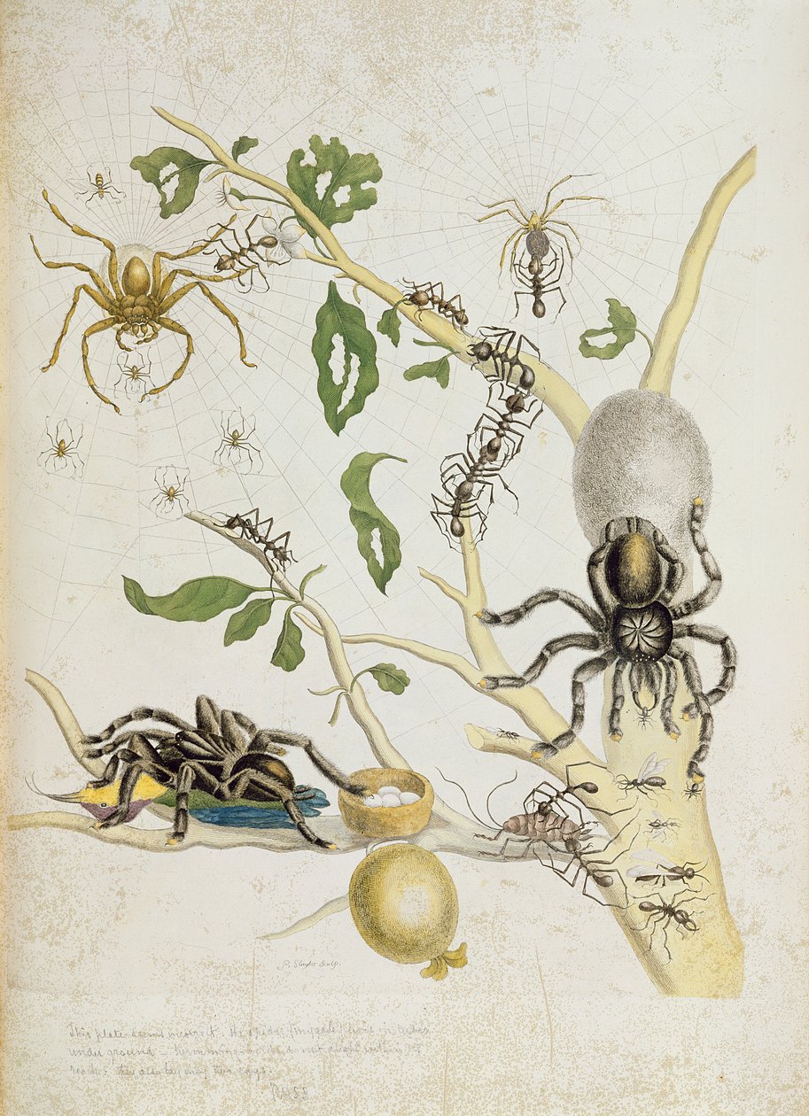 Araignées : Mygole, planche 18 de 