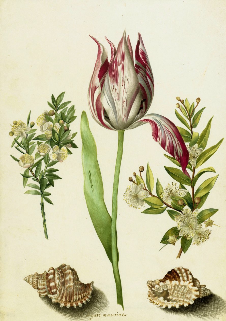 Tulipe, deux Branches de Myrte et deux Coquillages, c.1700 - Maria Sibylla Merian