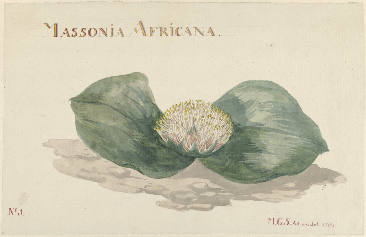 Fleur Massonia Africana - Maria Geertruida Barbiers Snabilié