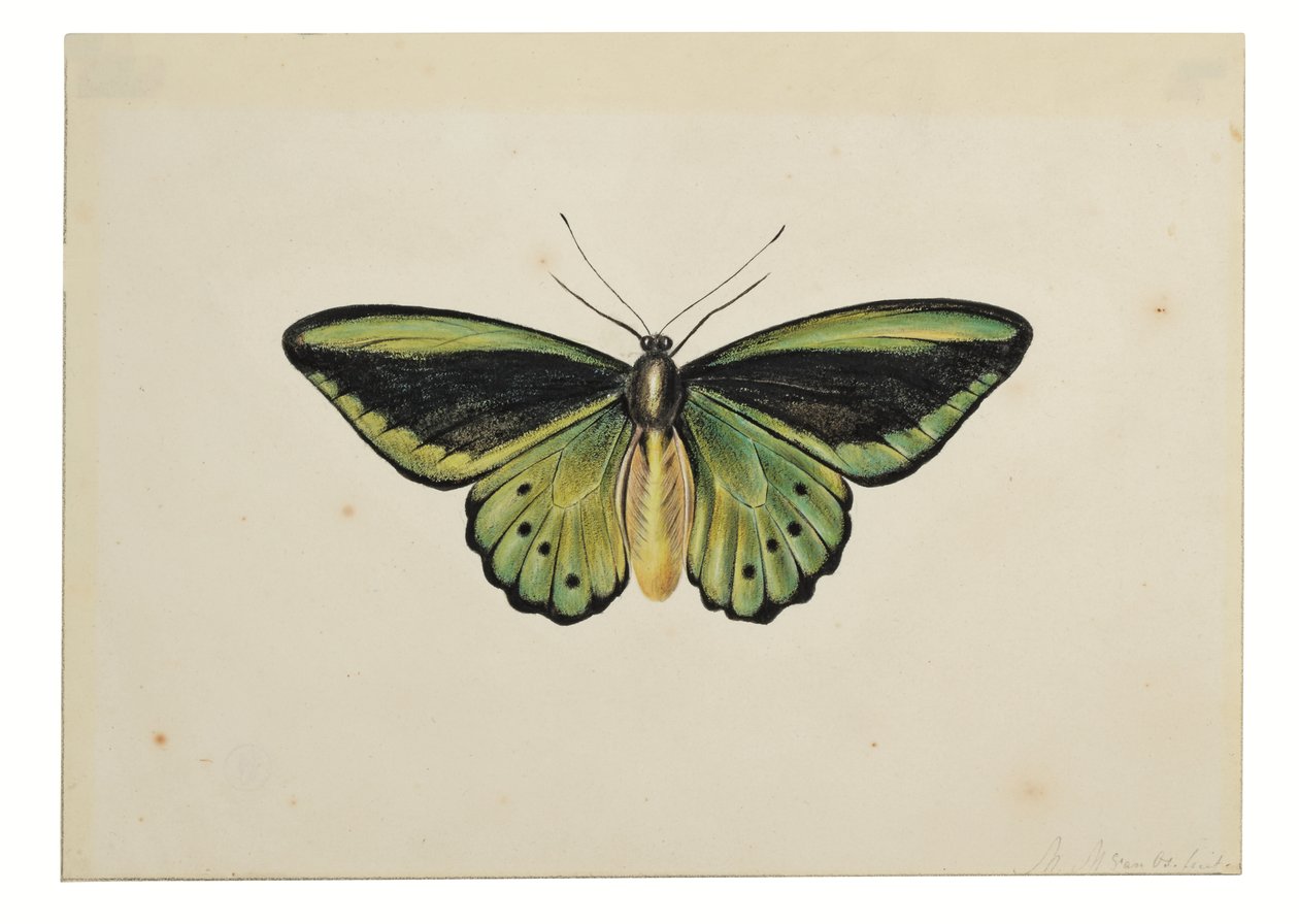 Papillon, Ornithoptère Priamus - Maria Margaretha van Os
