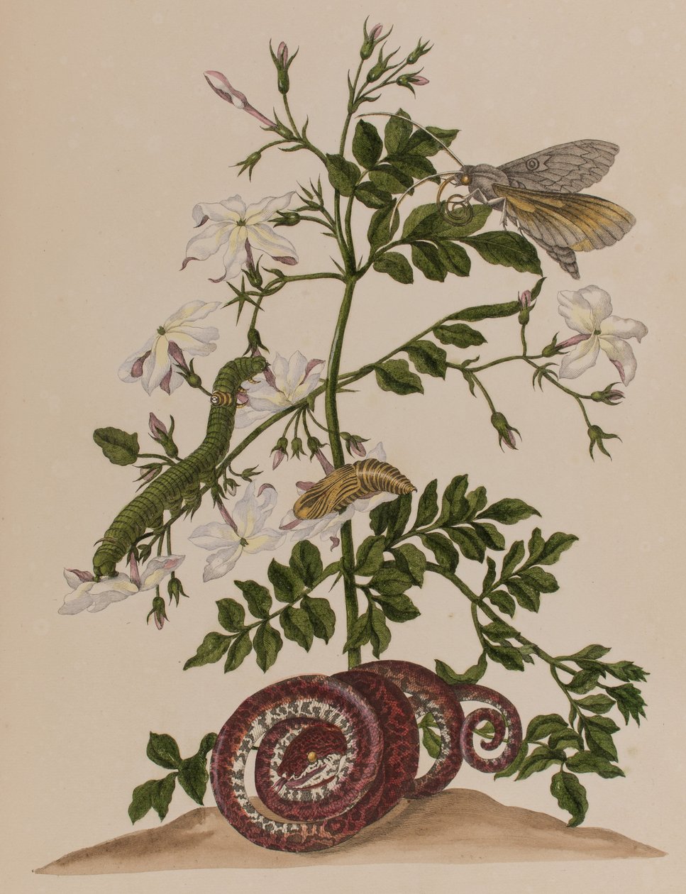Illustration de 