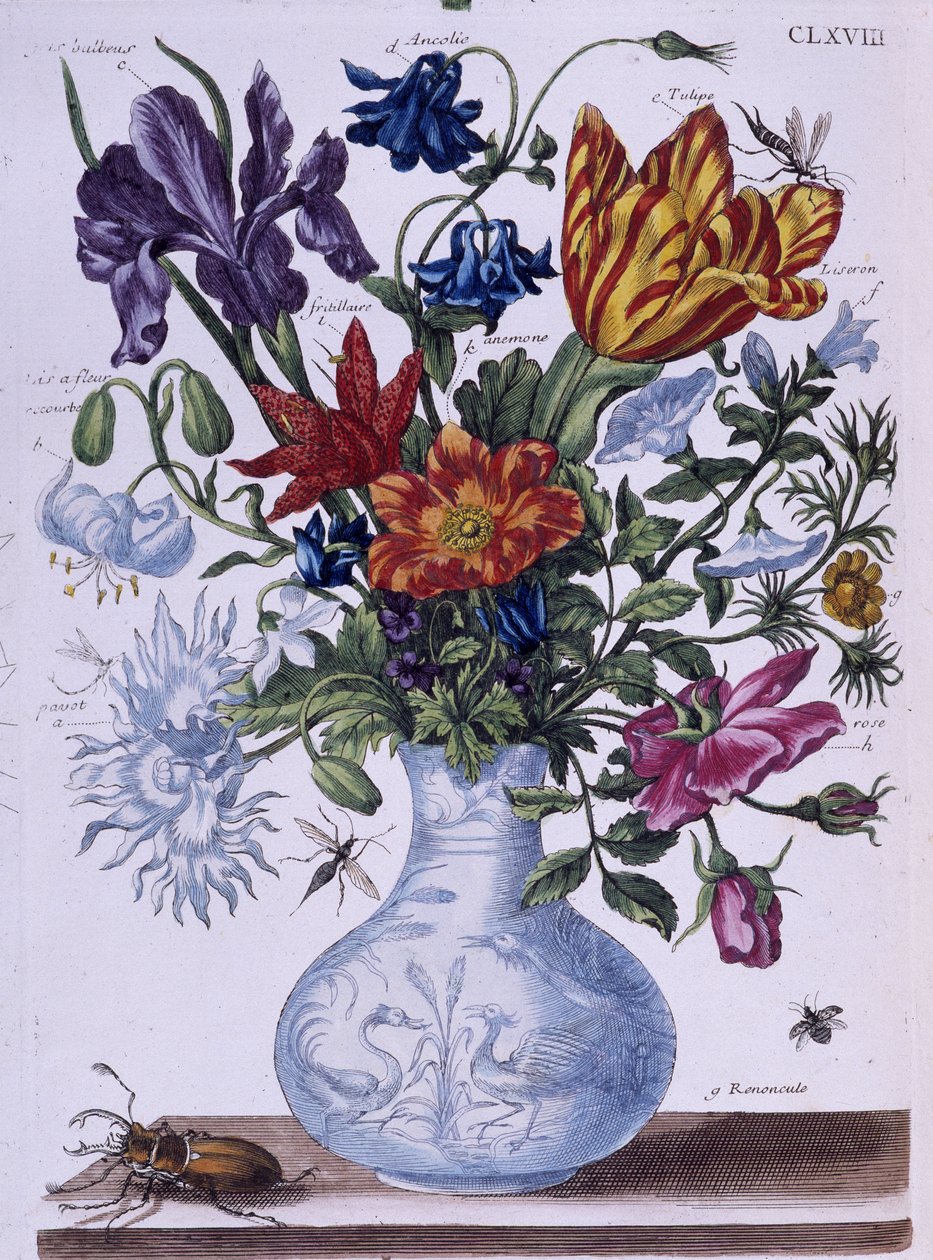 Scarabée et différentes fleurs - dess. par Maria Sibylla Merian, n.d., vers fin 18e siècle - Maria Sibylla Merian