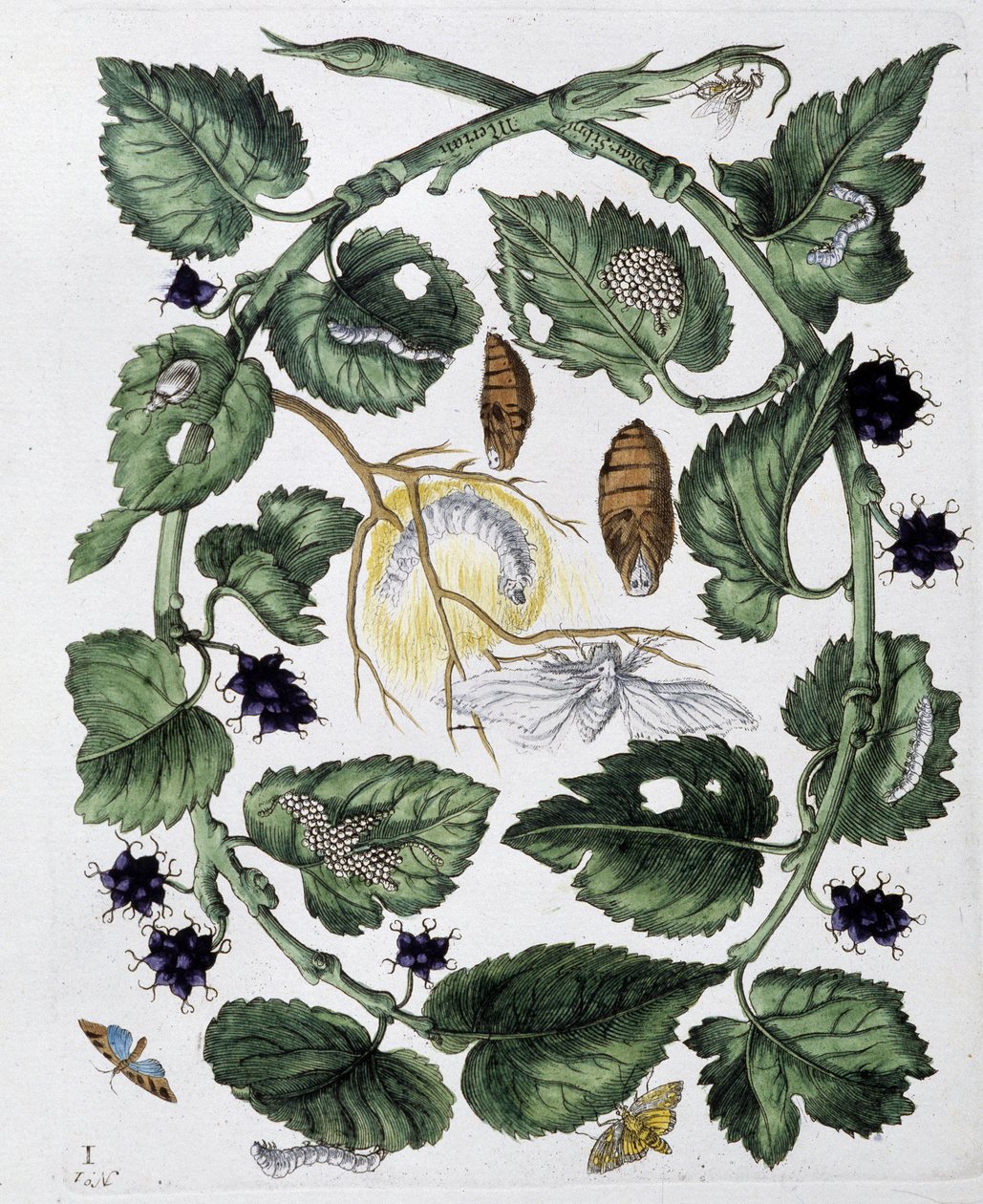 Papillons et chrysalide - dess. par Maria Sibylla Merian, n.d., vers la fin du XVIIIe siècle - Maria Sibylla Merian