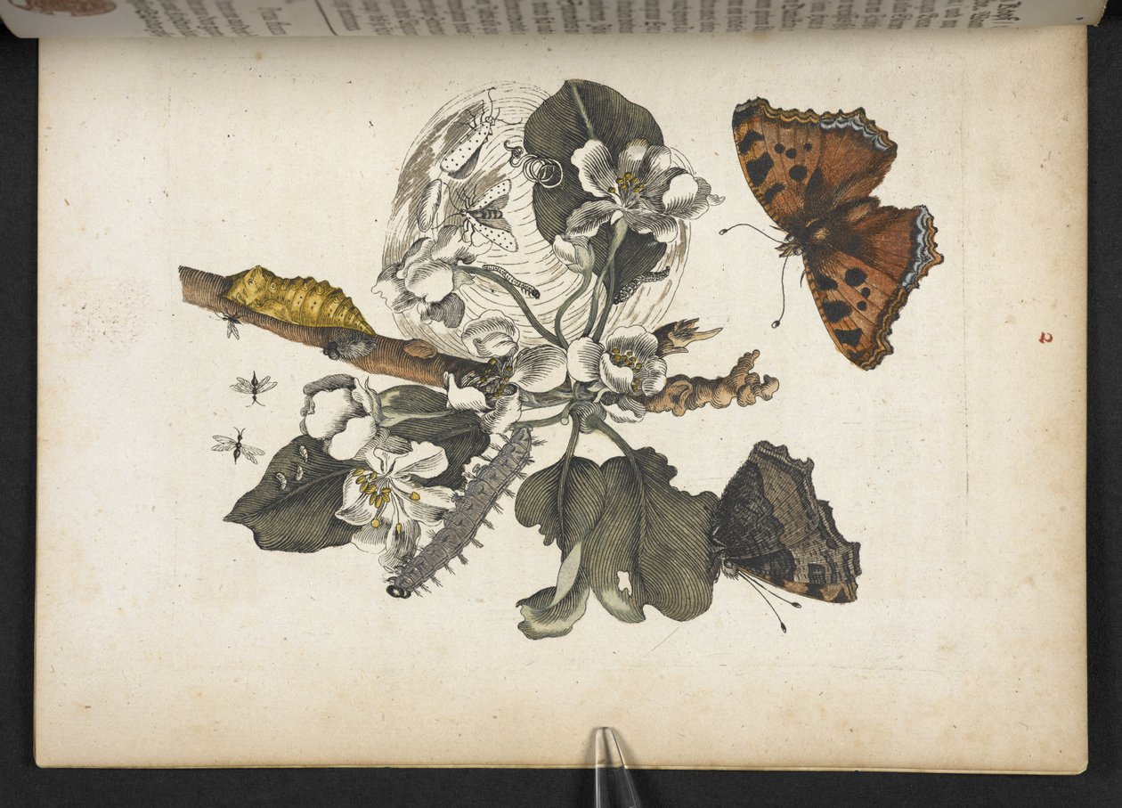 Papillons, chenilles et cocon, de 