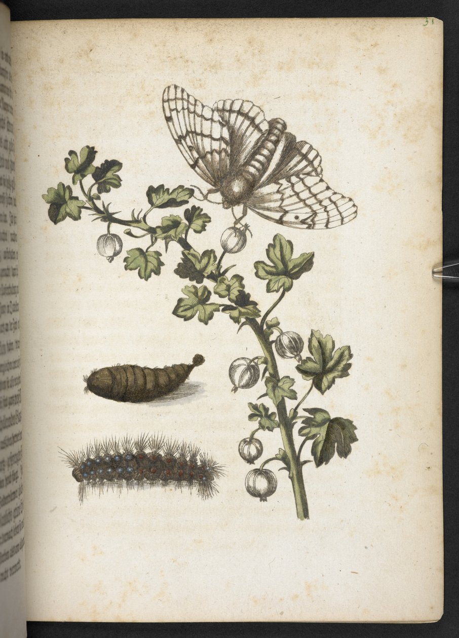 Chenille, cocon et papillon, de 