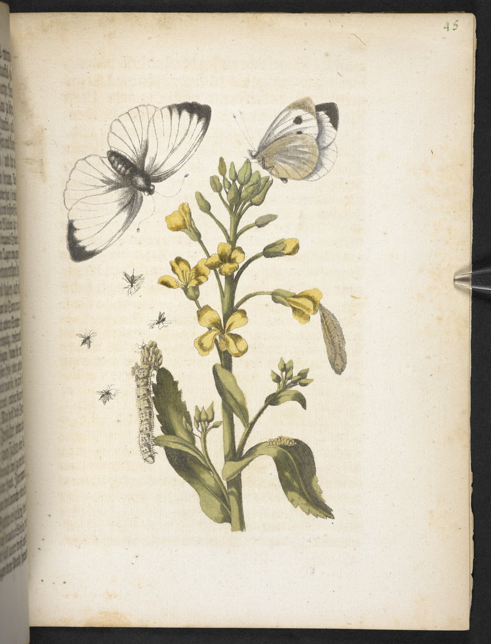 La merveilleuse transformation des chenilles et leur nourriture florale... - Maria Sibylla Merian