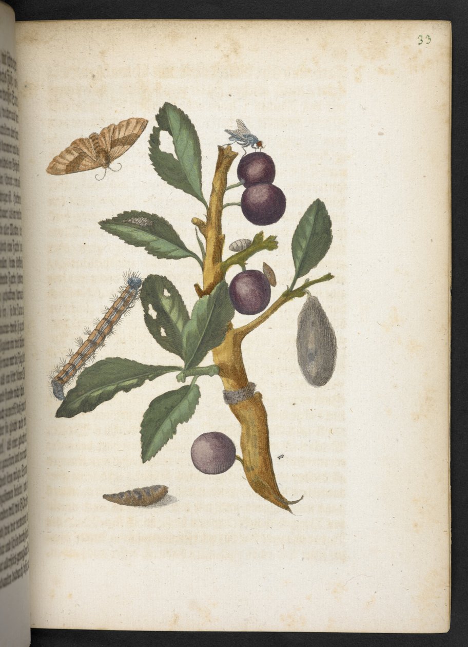 La merveilleuse transformation des chenilles et leur nourriture florale... - Maria Sibylla Merian