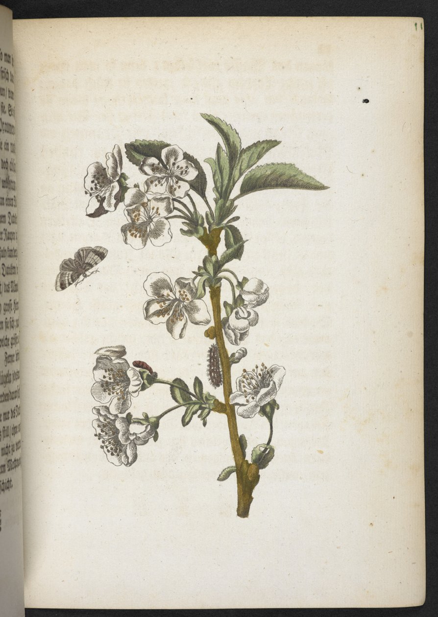 La merveilleuse transformation des chenilles et leur nourriture florale... - Maria Sibylla Merian