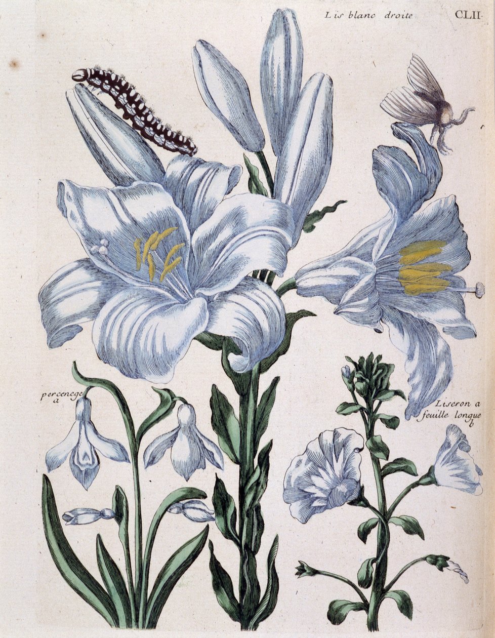 Lys blanc droit et bord à longues feuilles - dans « Histoire générale des insectes de Surinam et de toute l