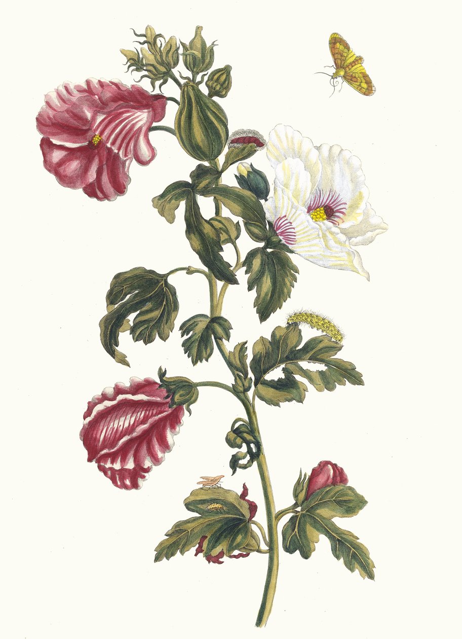 Althea. Du Livre Metamorphosis insectorum Surinamensium, 1705 - Maria Sibylla Merian