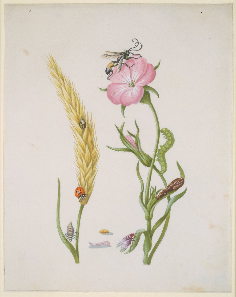 Épi de céréales et nielle du maïs, avec les métamorphoses de la coccinelle à cinq points et de la mouche bleue - Maria Sibylla Merian
